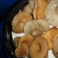 Грузди, соленые горячим способом на зиму в банках — лучшие рецепты быстрого приготовления грибов